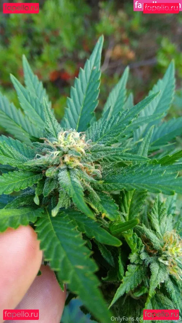 uncut88888 Onlyfans Photo Gallery 