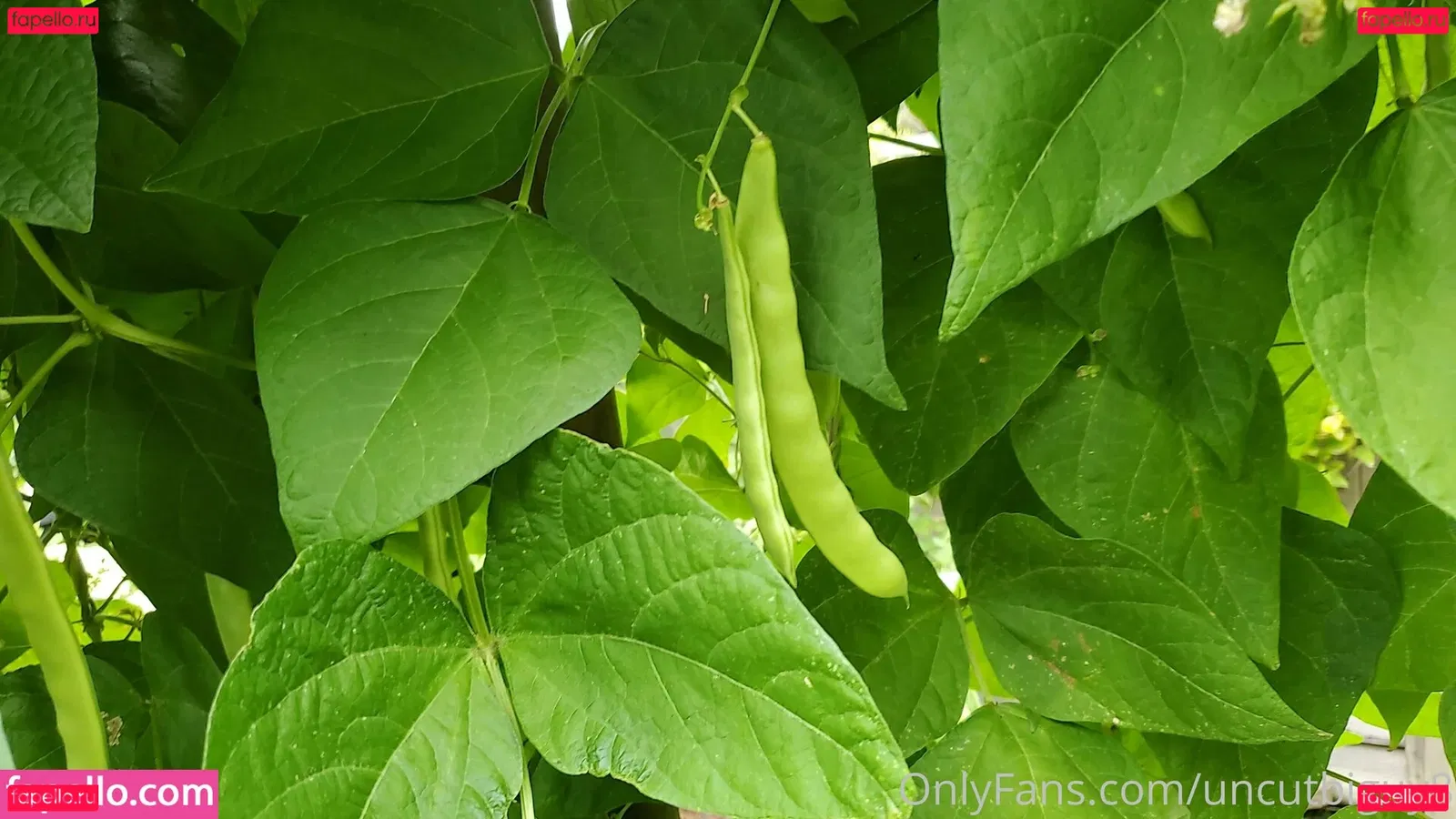 uncut88888 Onlyfans Photo Gallery 