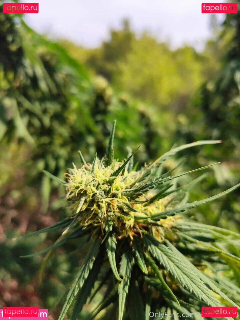 uncut88888 Onlyfans Photo Gallery 