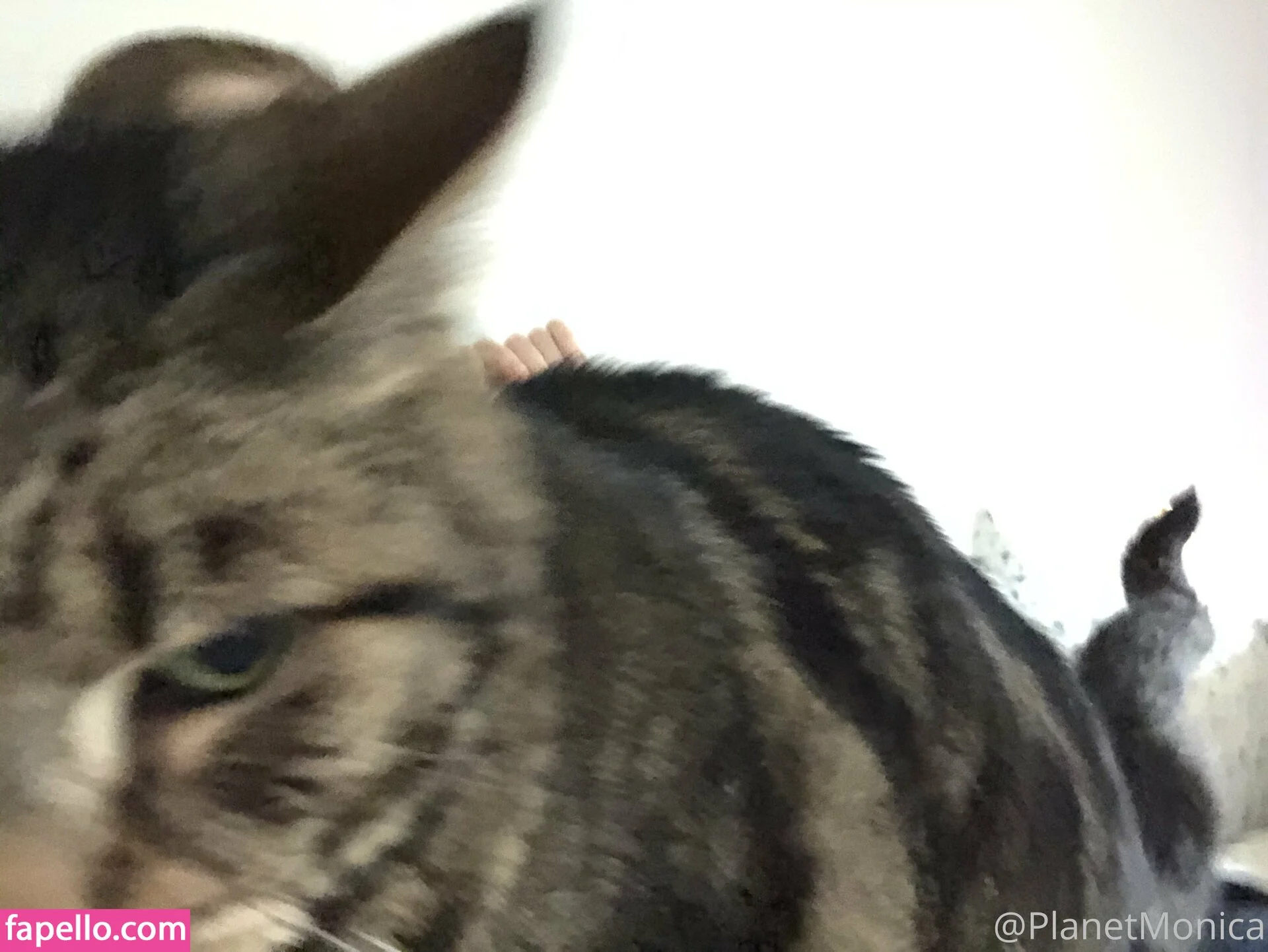 planetmonica Onlyfans Photo Gallery 