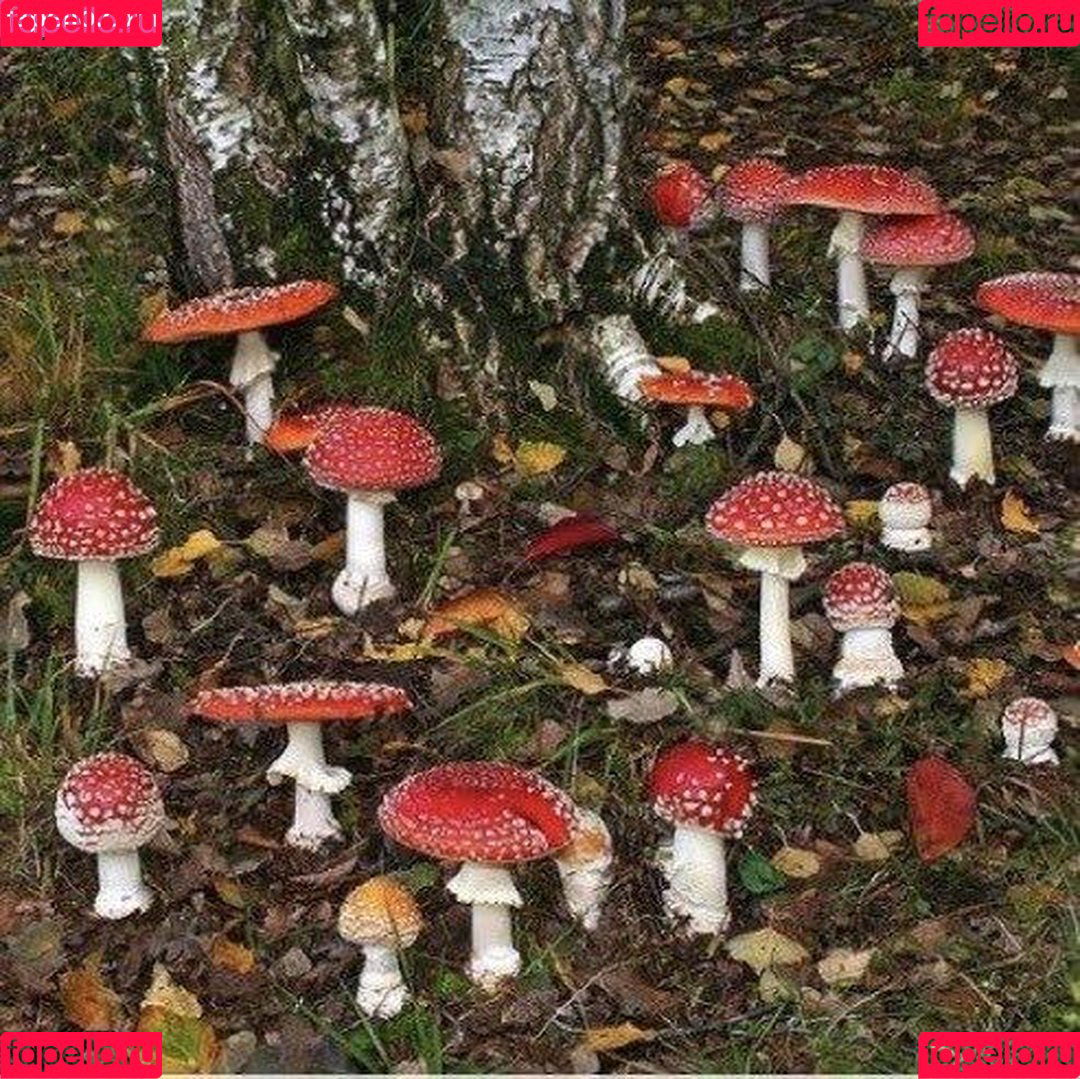 frogonarock Onlyfans Photo Gallery 