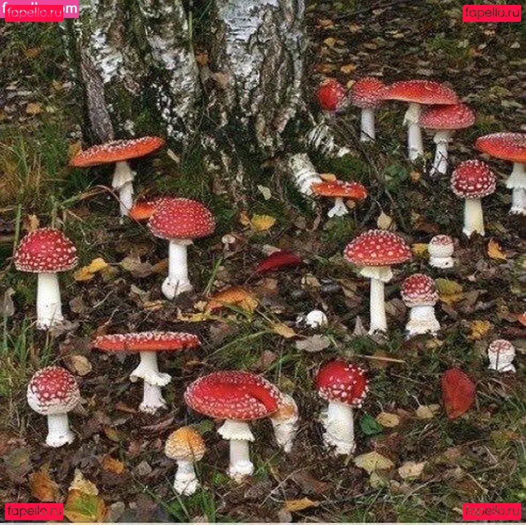 frogonarock Onlyfans Photo Gallery 