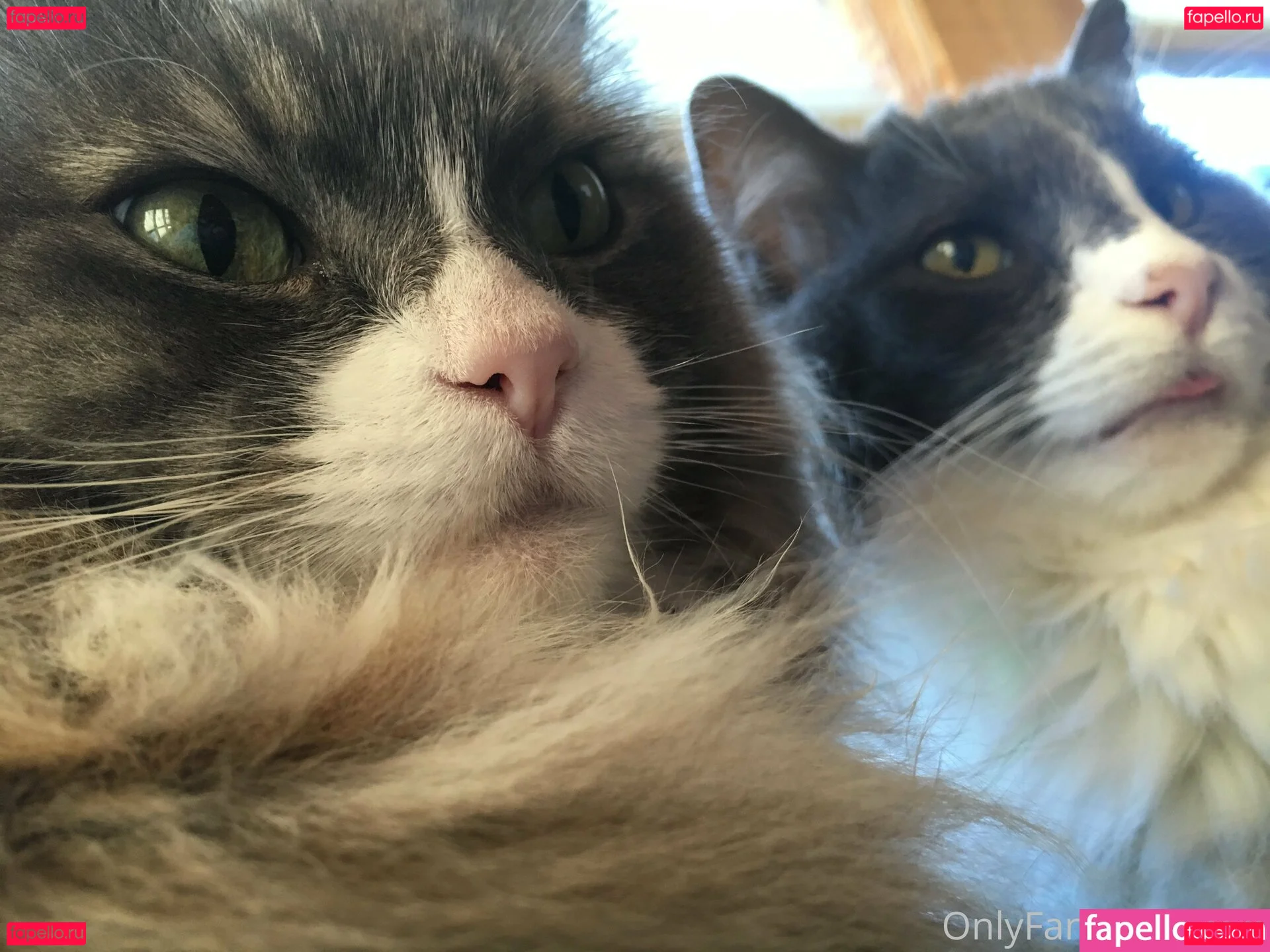 NSFWLeia Onlyfans Photo Gallery 