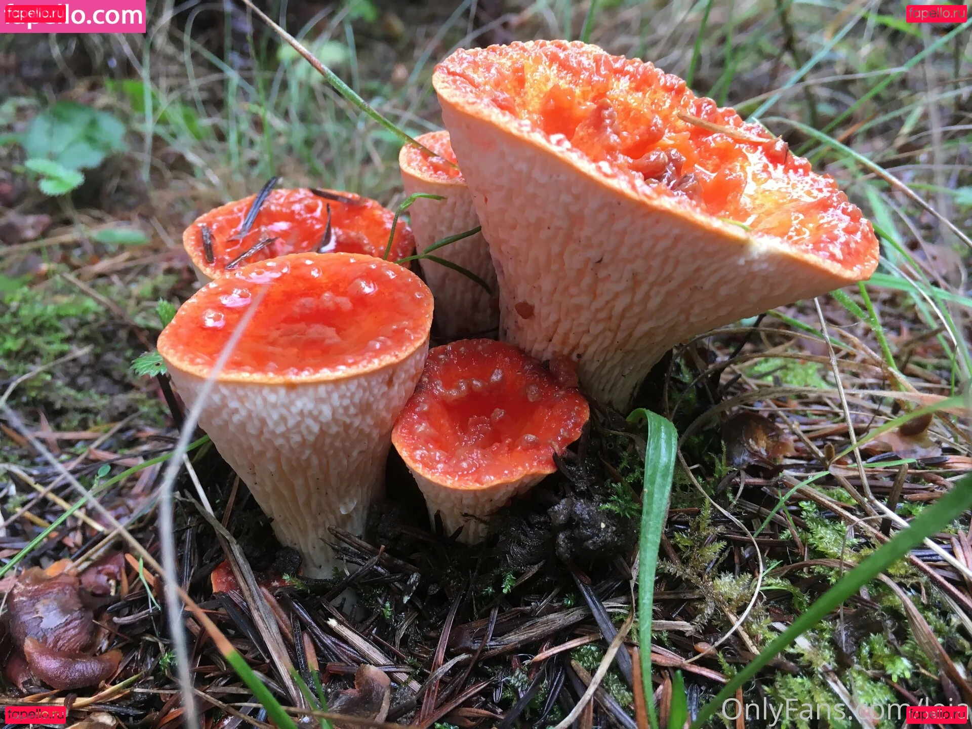 NSFWLeia Onlyfans Photo Gallery 