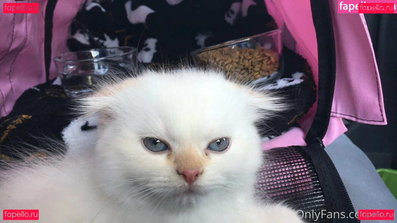 NSFWLeia Onlyfans Photo Gallery 