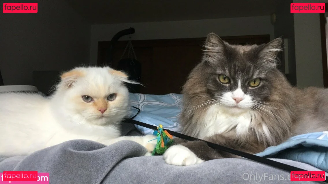 NSFWLeia Onlyfans Photo Gallery 