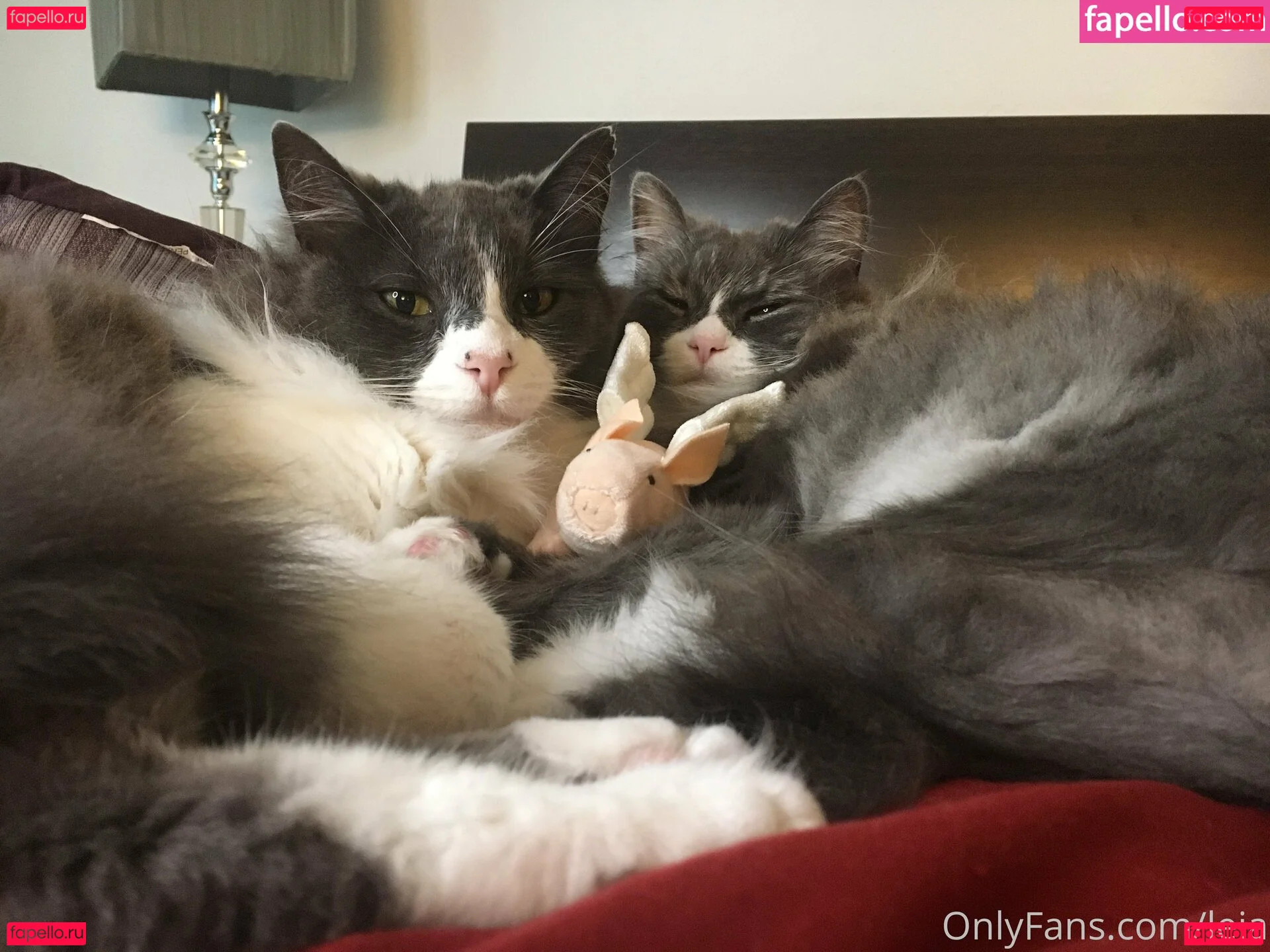 NSFWLeia Onlyfans Photo Gallery 