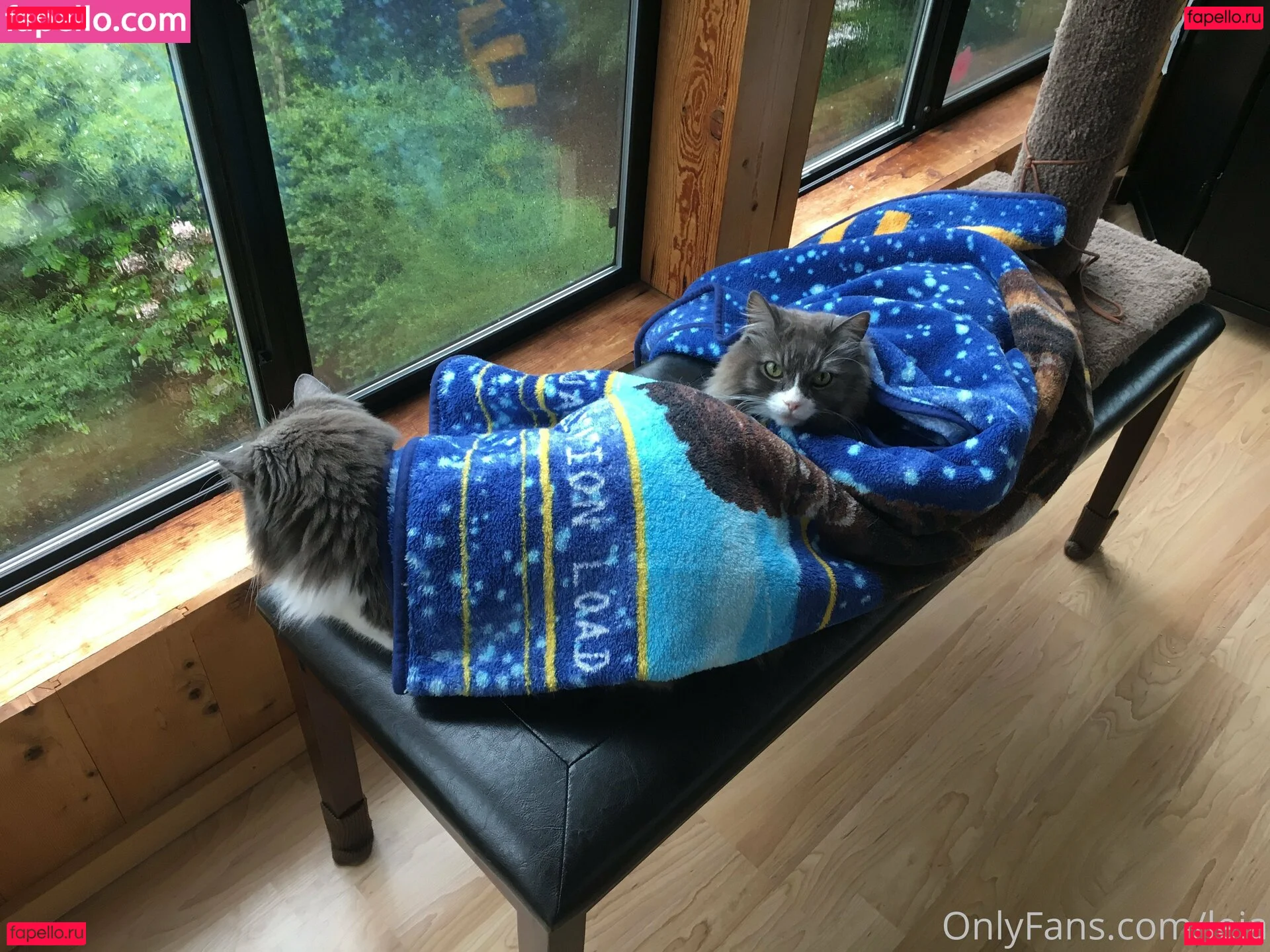 NSFWLeia Onlyfans Photo Gallery 