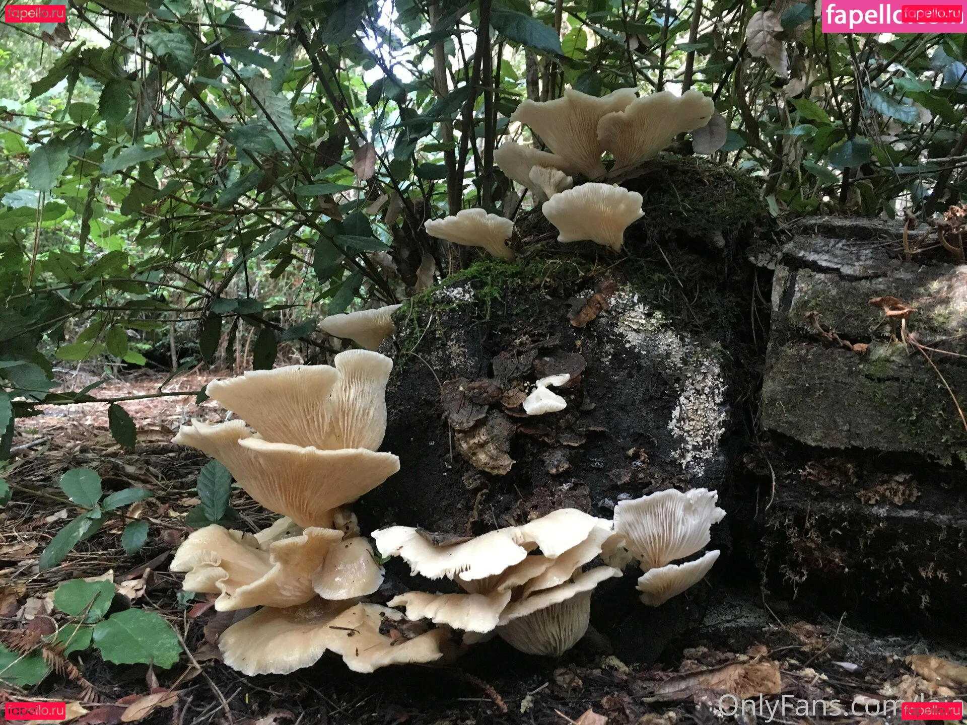 NSFWLeia Onlyfans Photo Gallery 