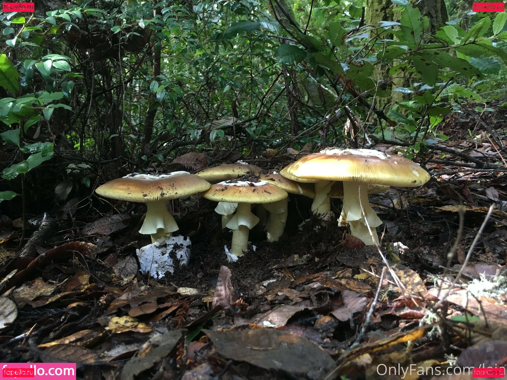 NSFWLeia Onlyfans Photo Gallery 