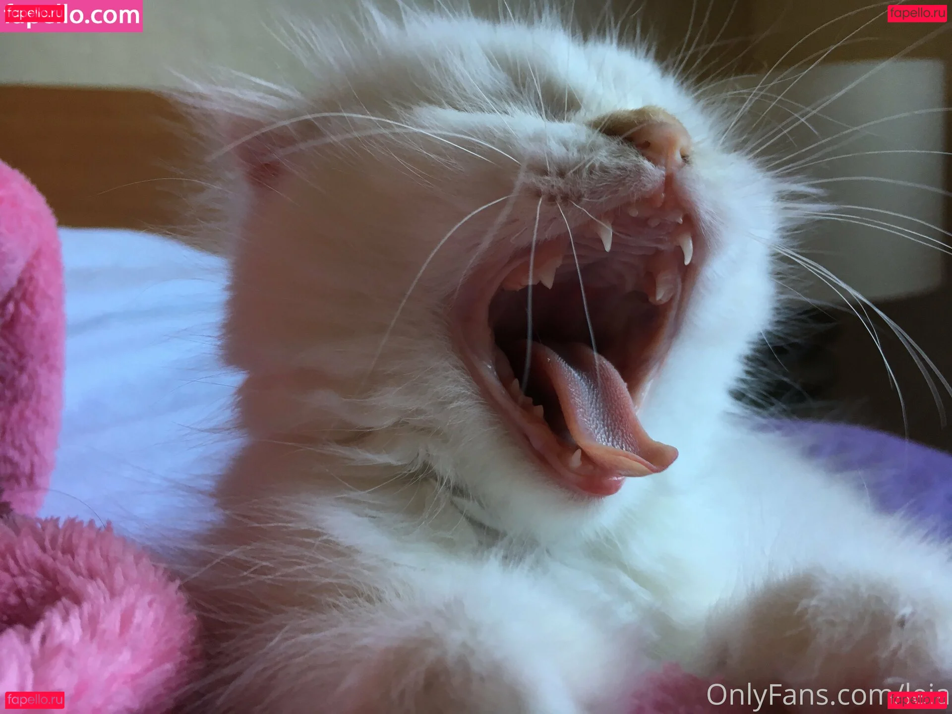 NSFWLeia Onlyfans Photo Gallery 