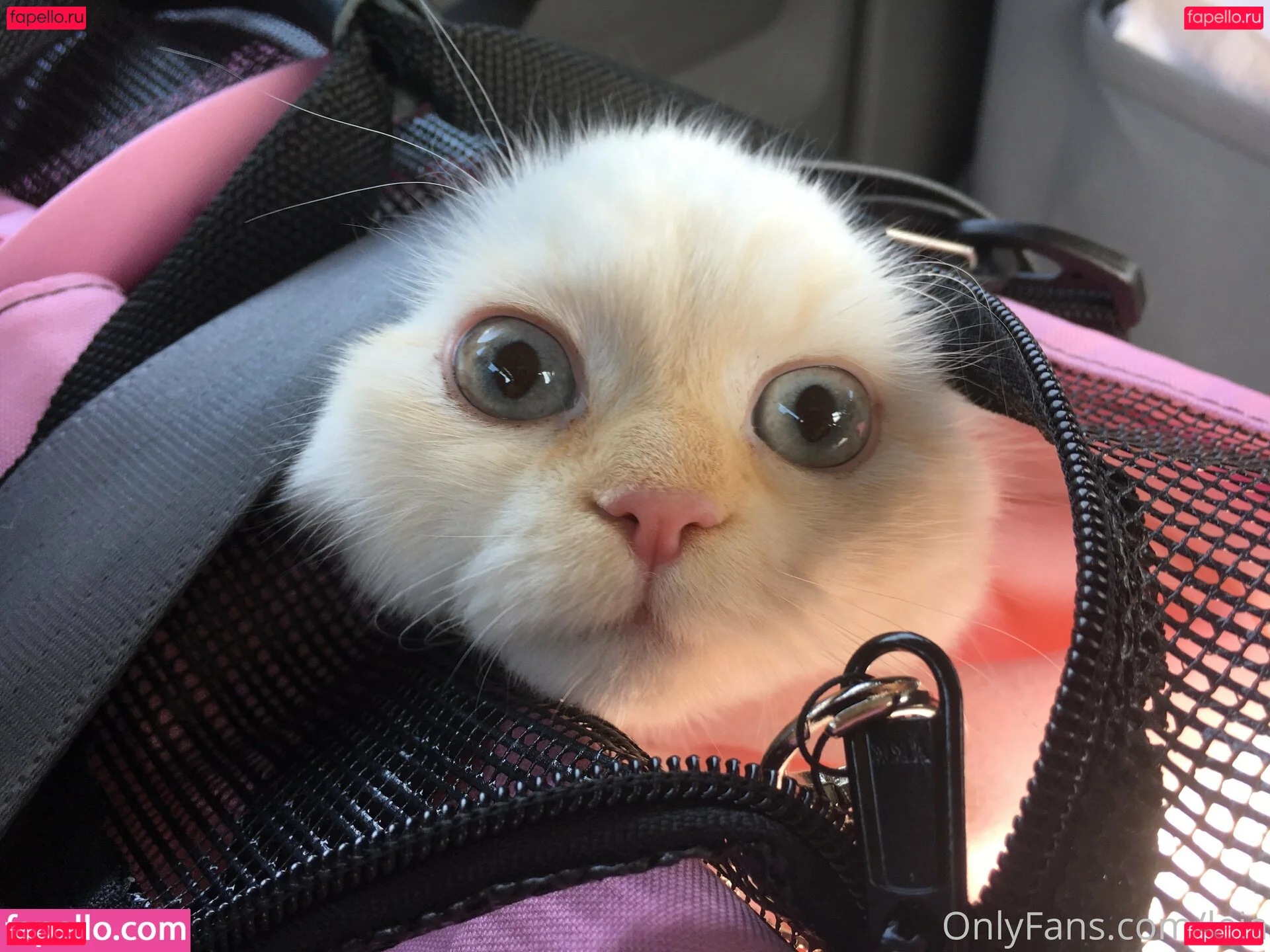 NSFWLeia Onlyfans Photo Gallery 