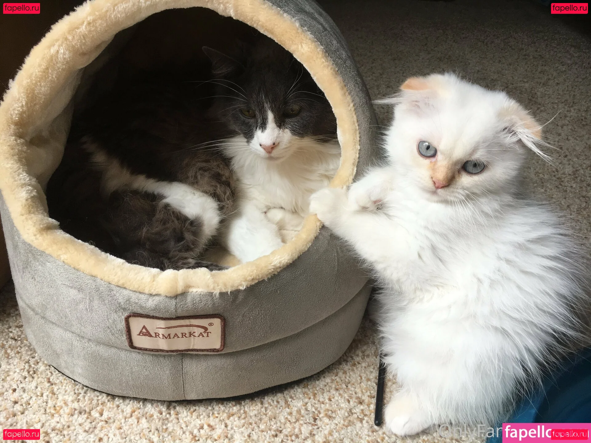 NSFWLeia Onlyfans Photo Gallery 