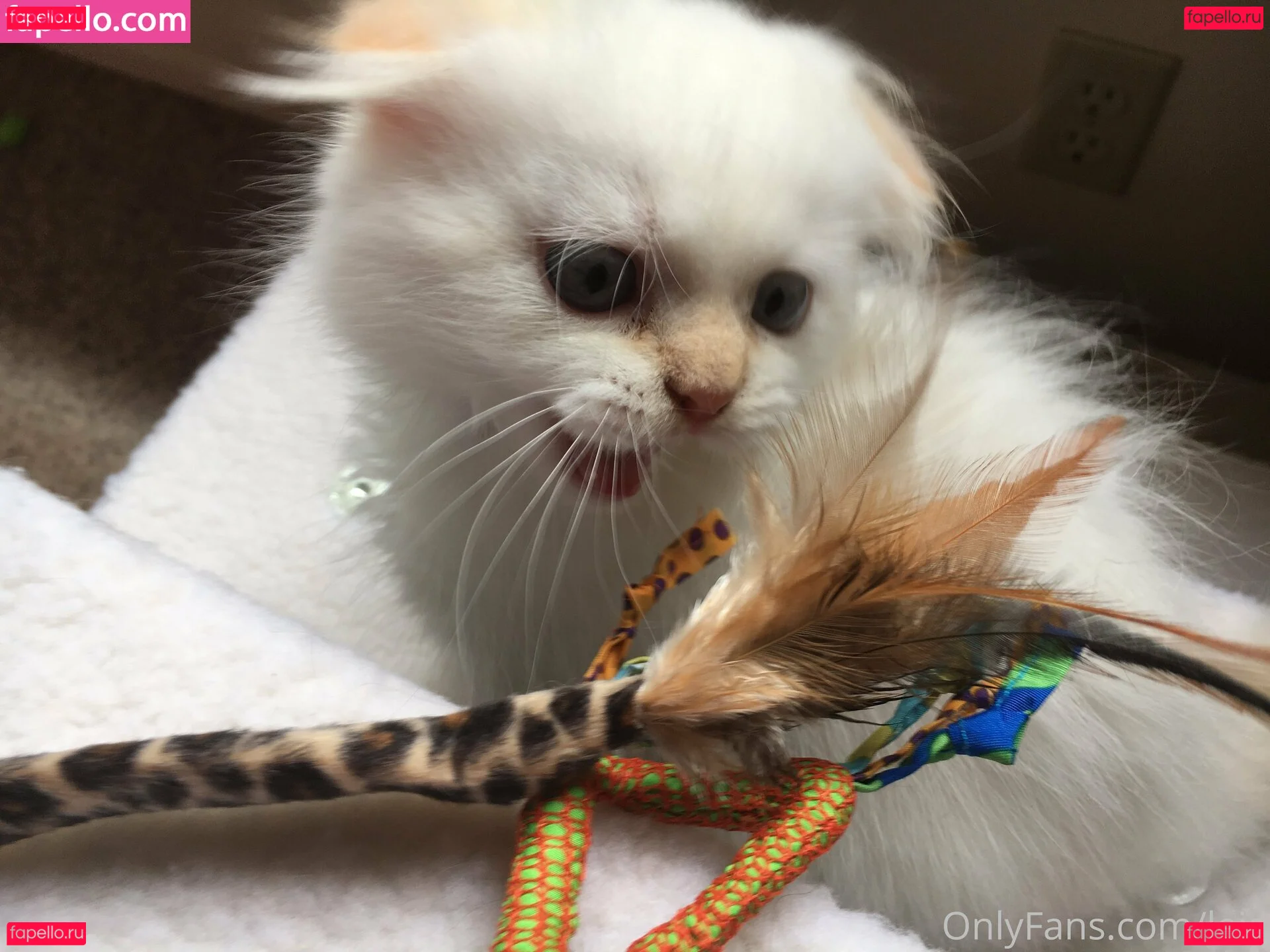 NSFWLeia Onlyfans Photo Gallery 