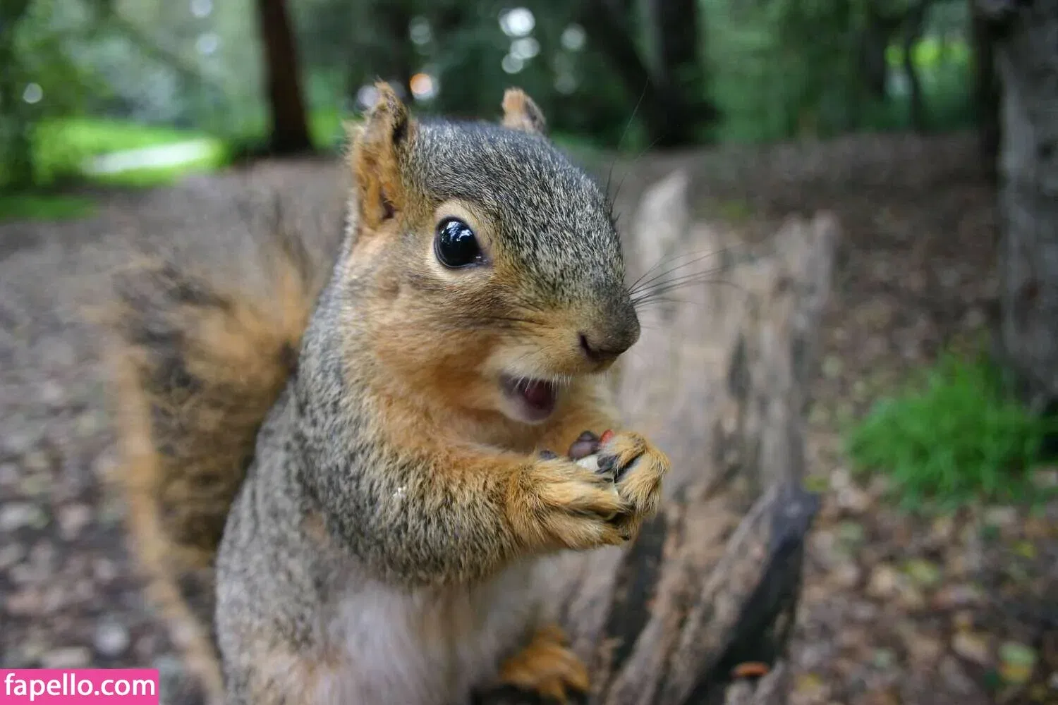 MaimyNyan Onlyfans Photo Gallery 