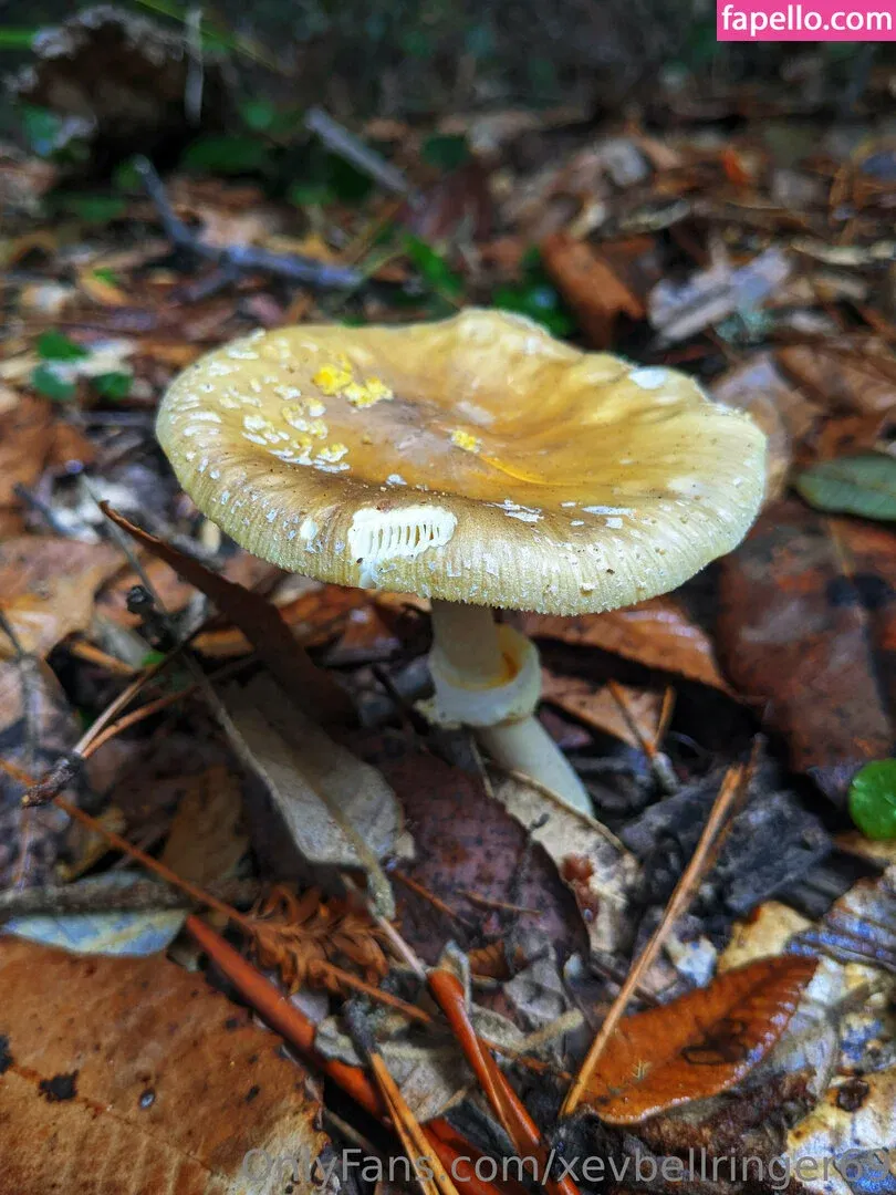 xevbellringer69 Onlyfans Photo Gallery 