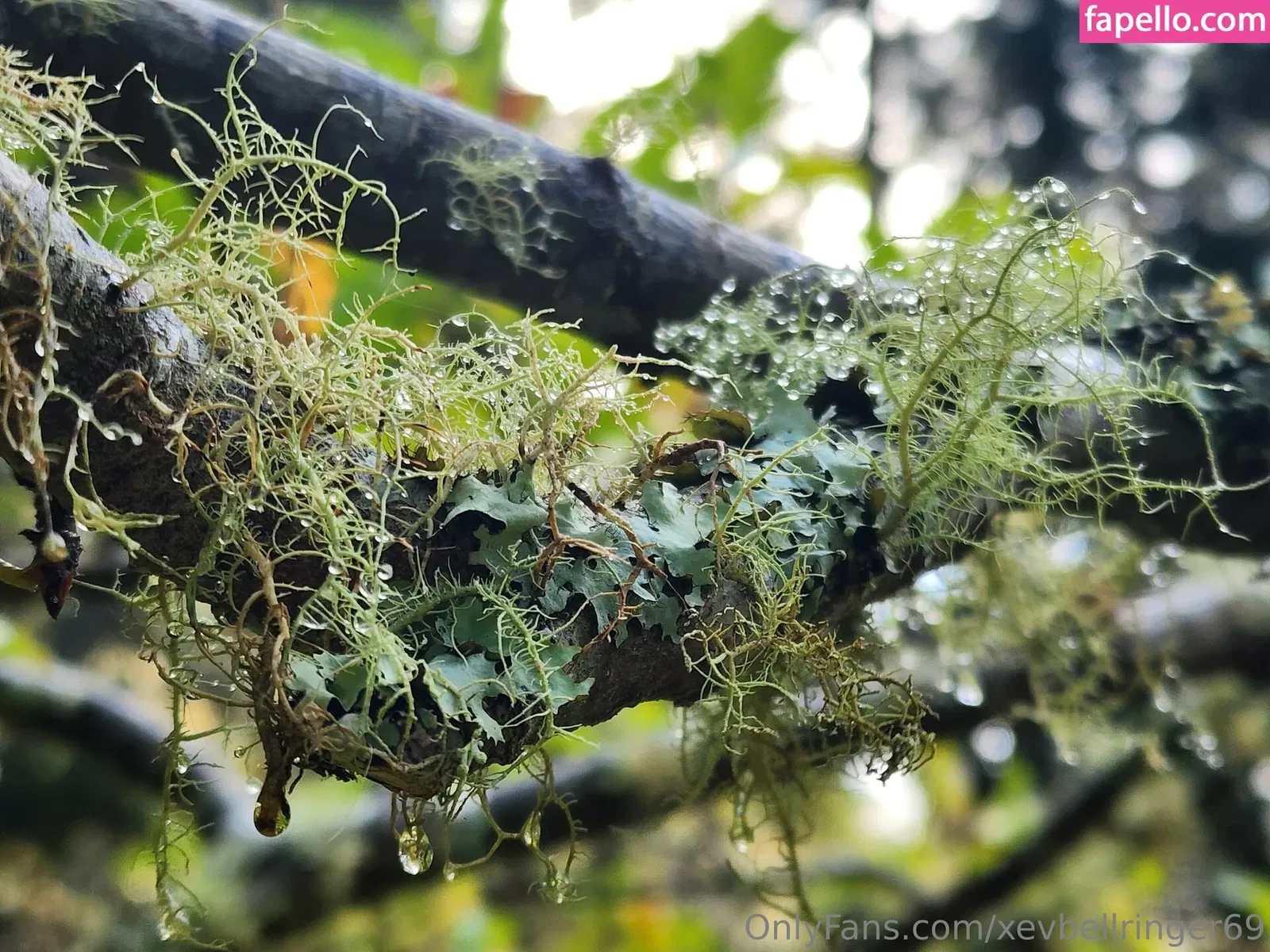 xevbellringer69 Onlyfans Photo Gallery 