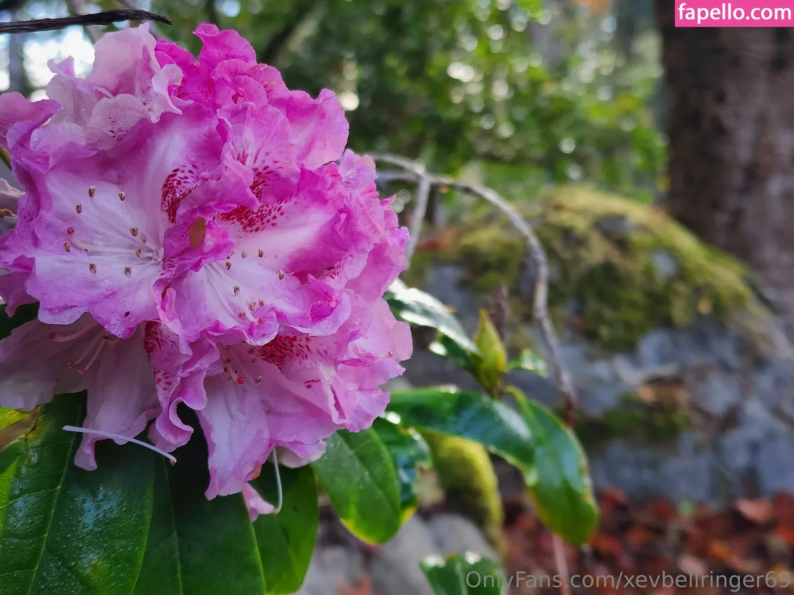 xevbellringer69 Onlyfans Photo Gallery 