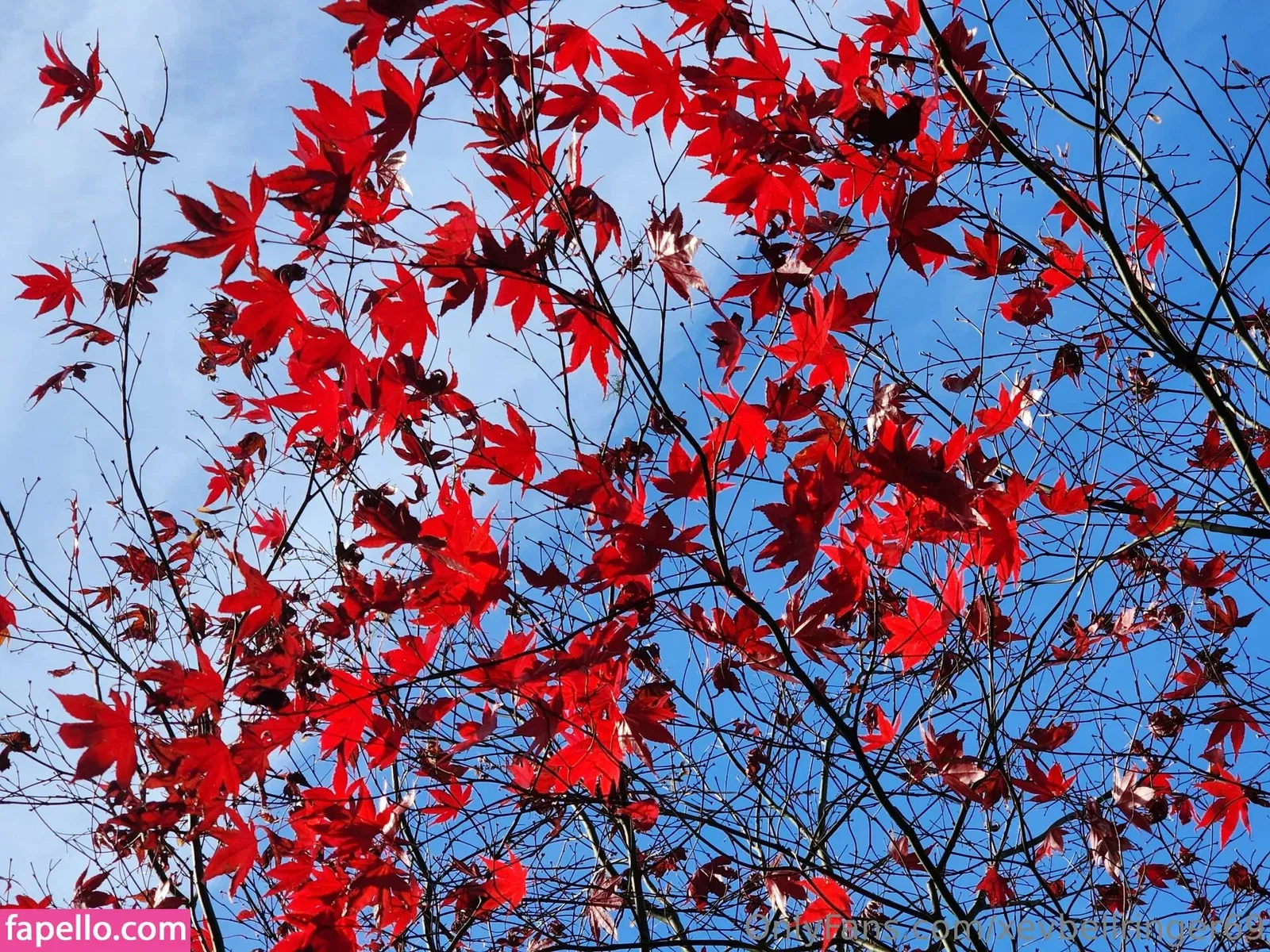 xevbellringer69 Onlyfans Photo Gallery 