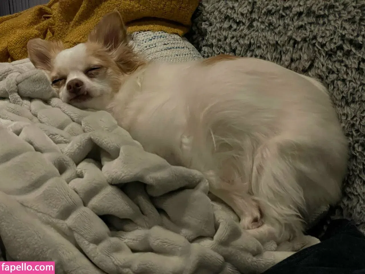 xsofiasunshine Onlyfans Photo Gallery 