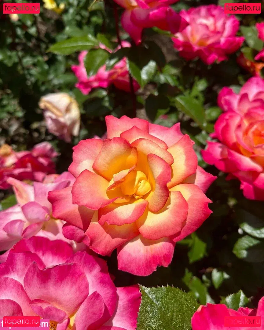 Nikita Sullivan Onlyfans Photo Gallery 