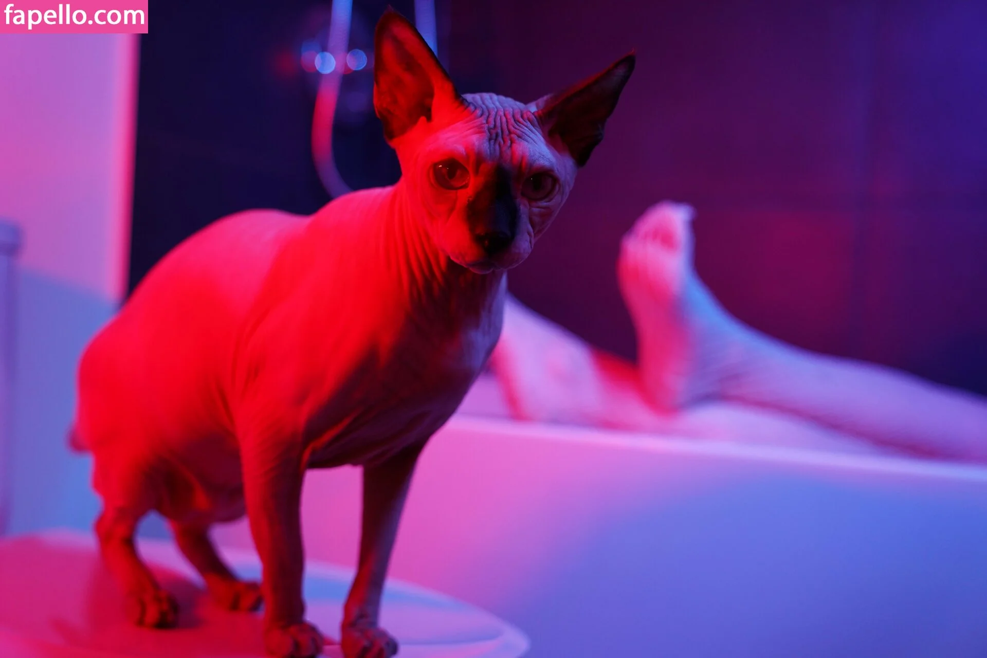 Olyashaa Onlyfans Photo Gallery 