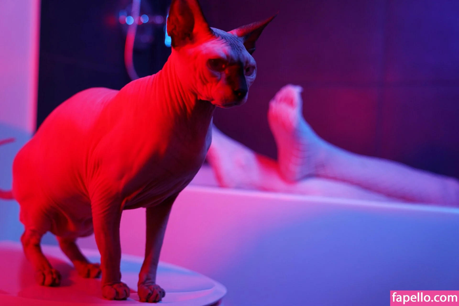 Olyashaa Onlyfans Photo Gallery 