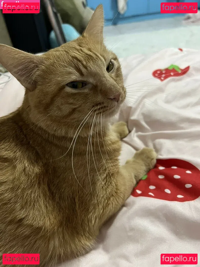 KitzCua Onlyfans Photo Gallery 