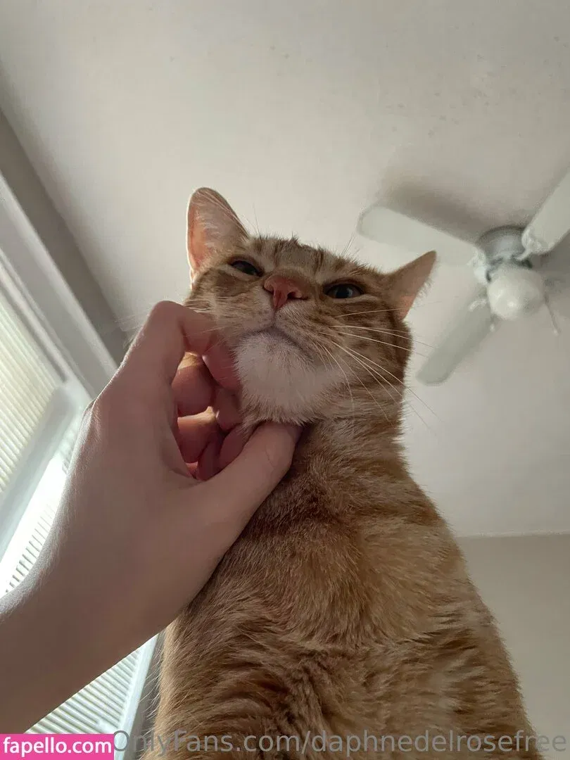 daphnedelrose Onlyfans Photo Gallery 