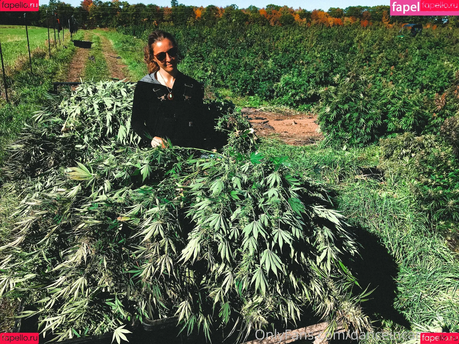 danceincannabis Onlyfans Photo Gallery 