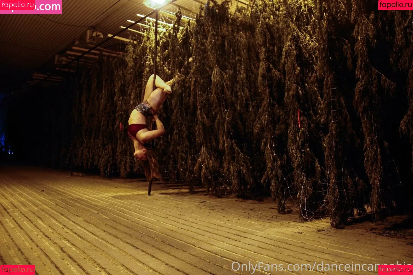 danceincannabis Onlyfans Photo Gallery 