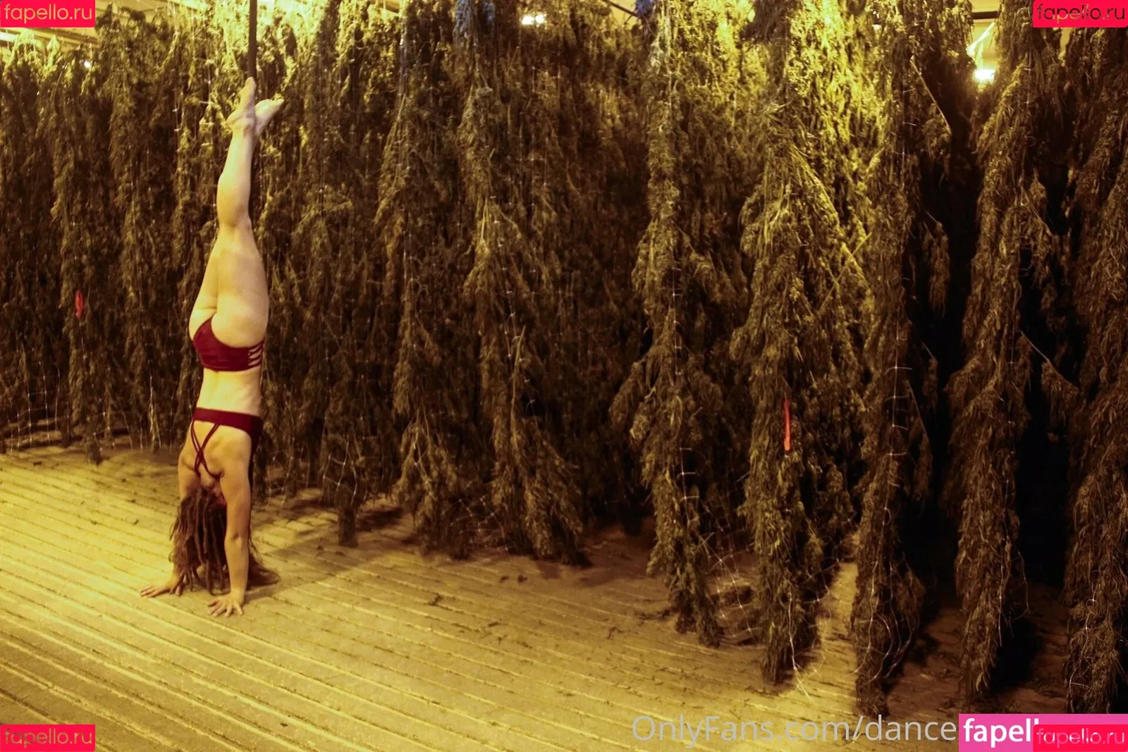 danceincannabis Onlyfans Photo Gallery 
