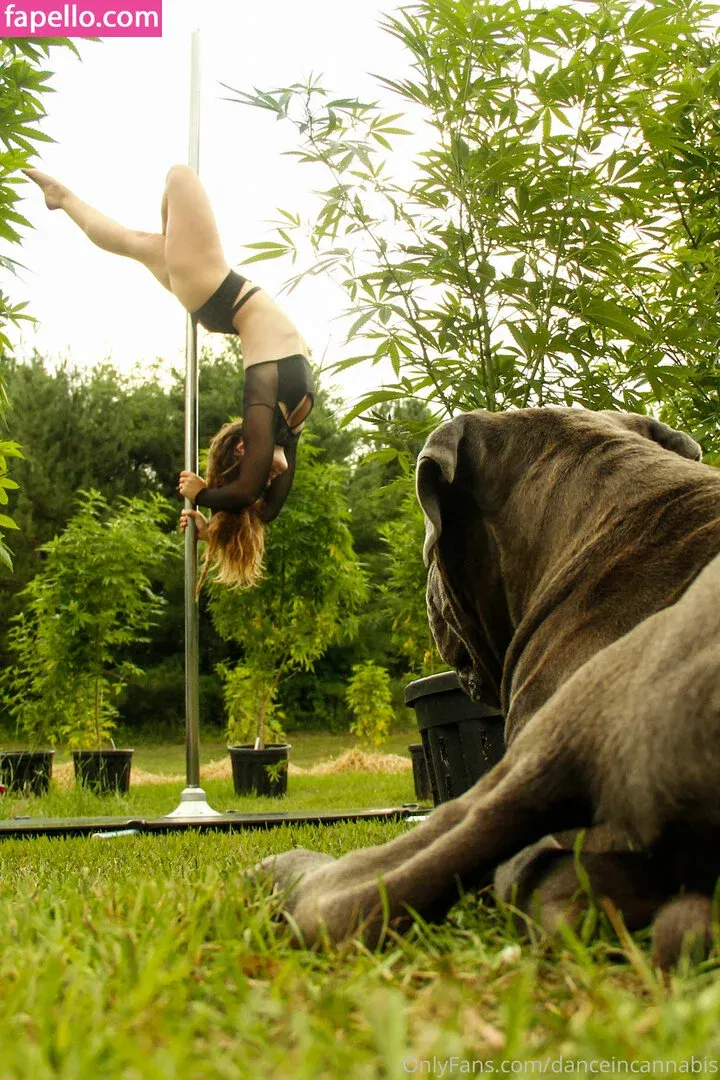 danceincannabis Onlyfans Photo Gallery 