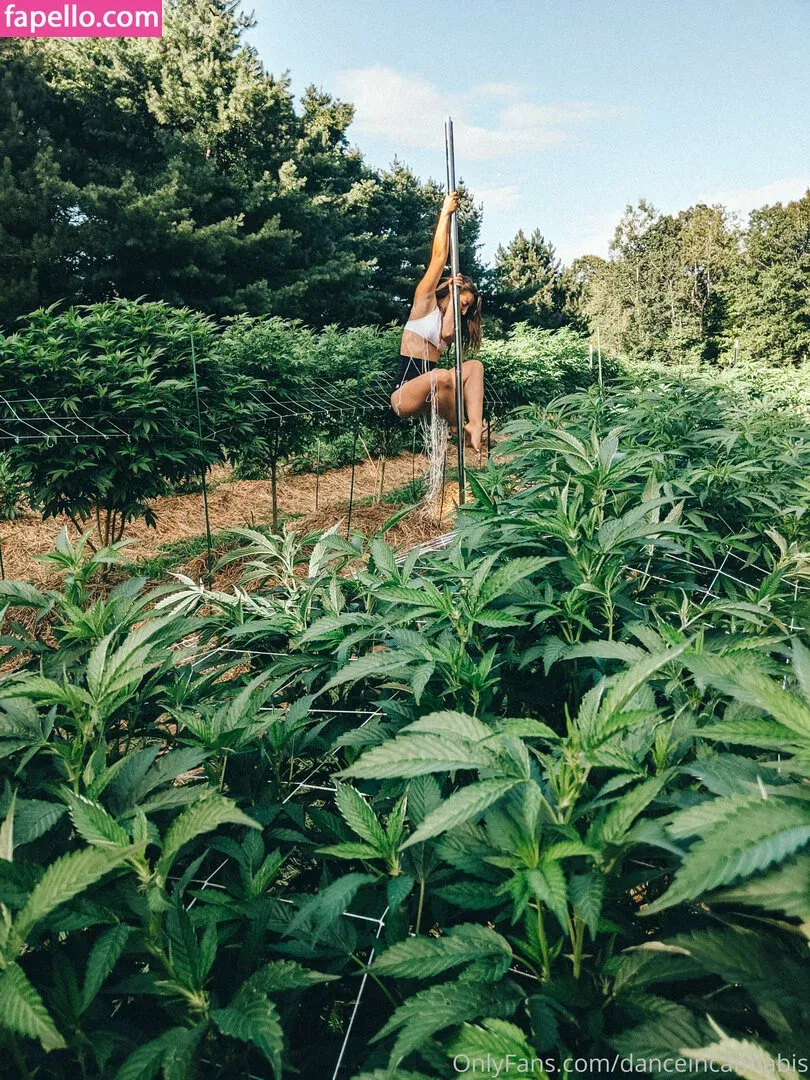 danceincannabis Onlyfans Photo Gallery 