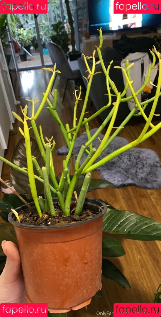 uncutsextapes Onlyfans Photo Gallery 