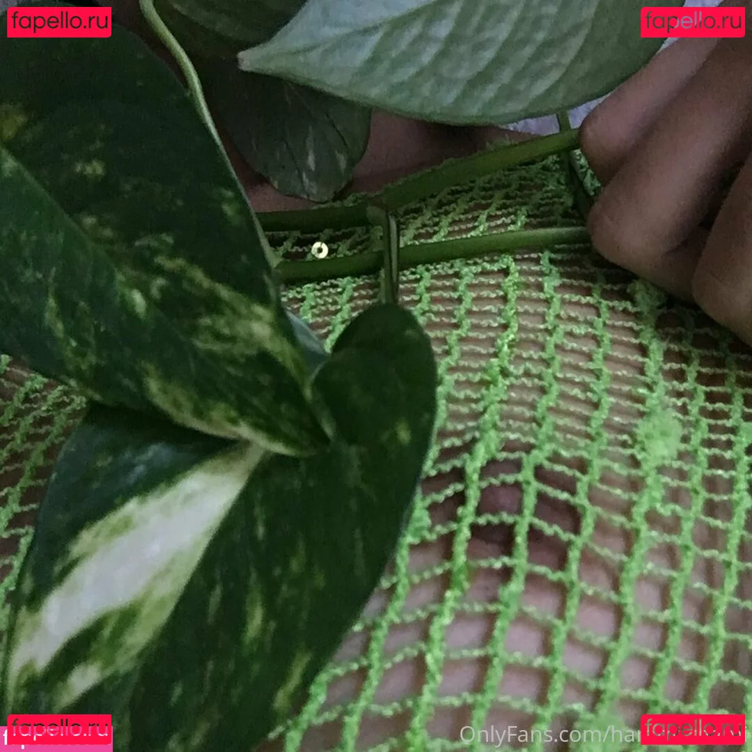 Baby Momo Onlyfans Photo Gallery 