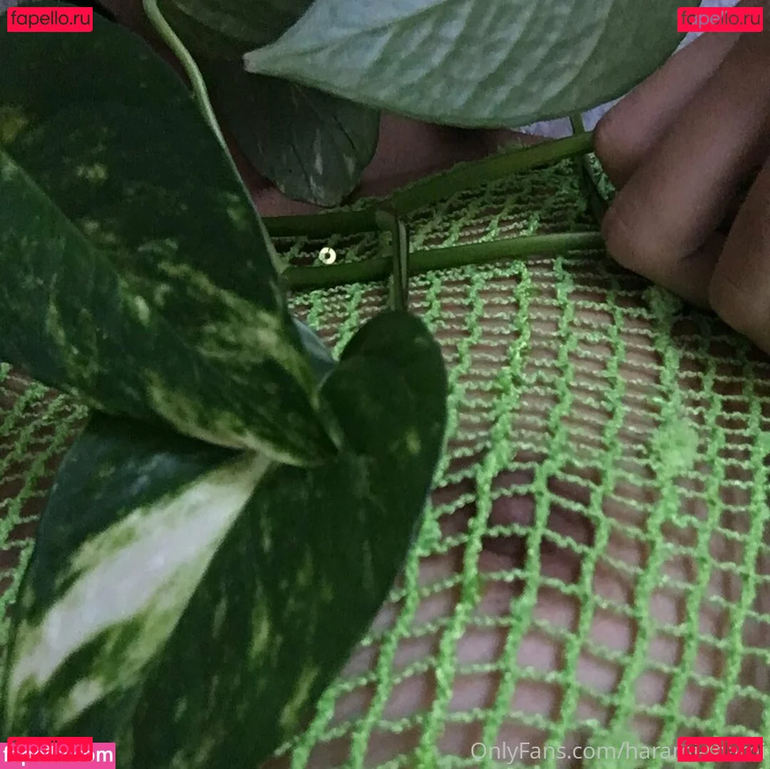 Baby Momo Onlyfans Photo Gallery 