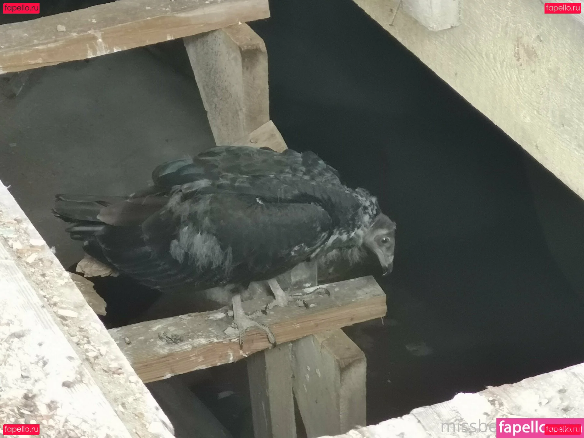 bellatrix Onlyfans Photo Gallery 