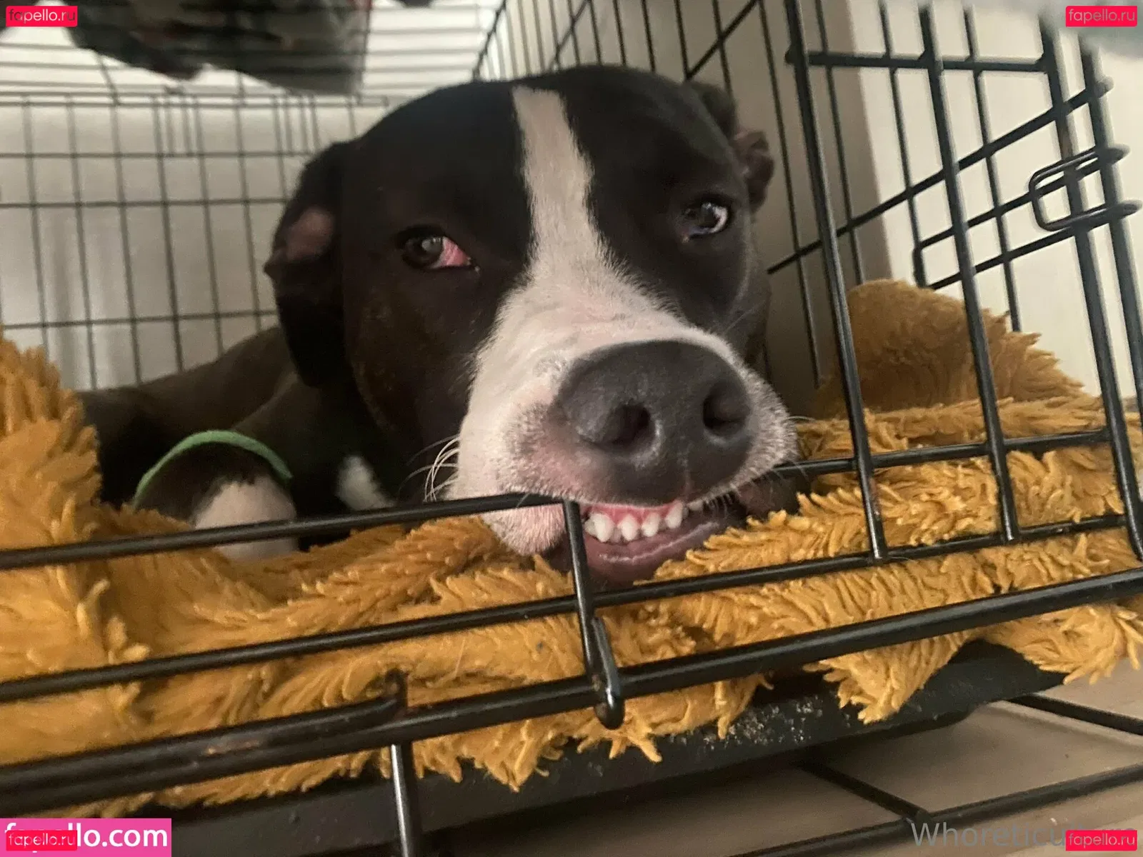 whoreticulture Onlyfans Photo Gallery 