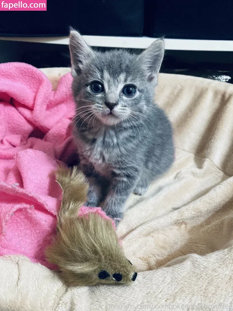 xxxhookedonbrookefree Onlyfans Photo Gallery 