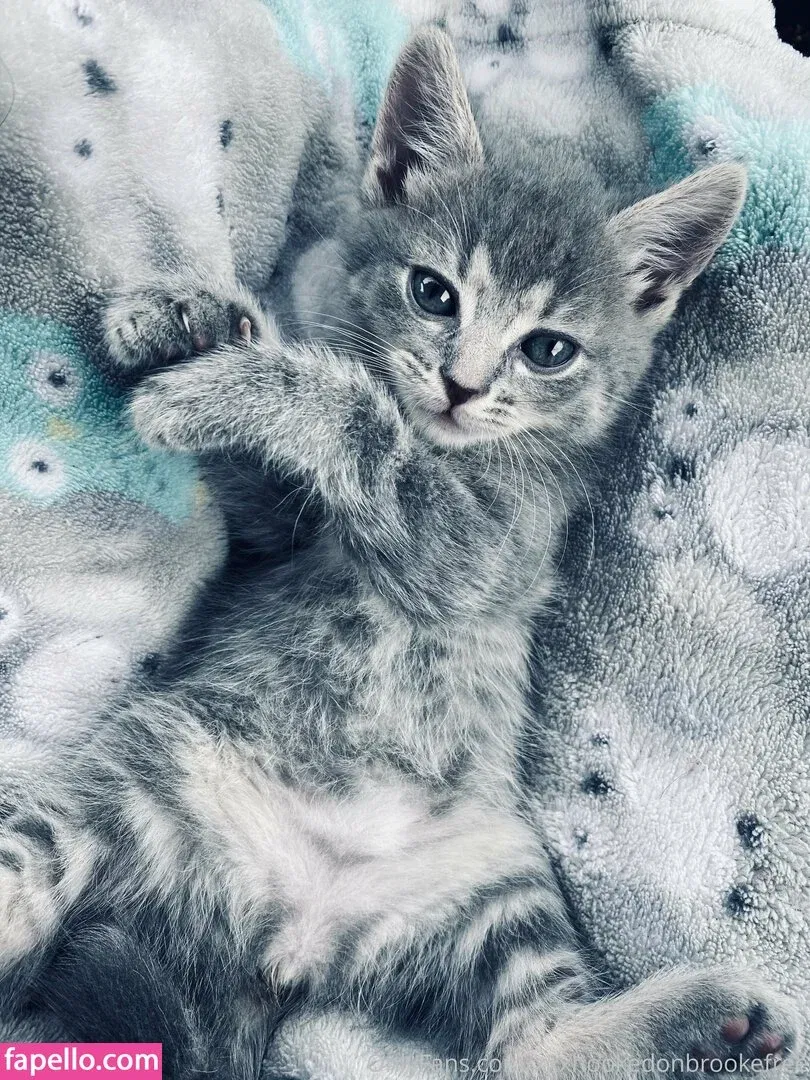 xxxhookedonbrookefree Onlyfans Photo Gallery 