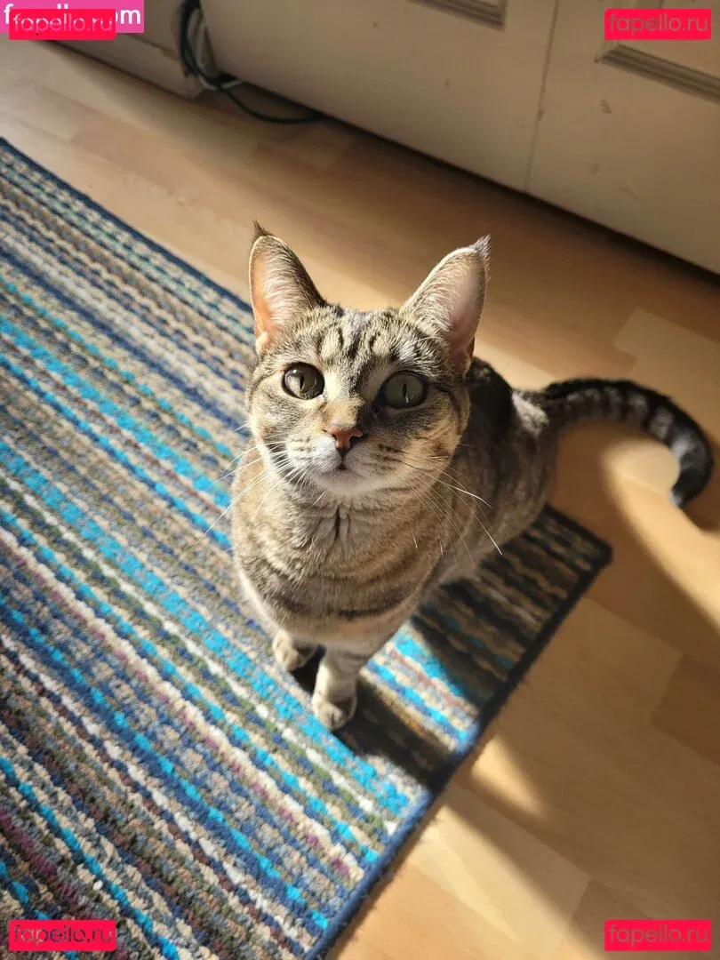 MidnightVulpi Onlyfans Photo Gallery 