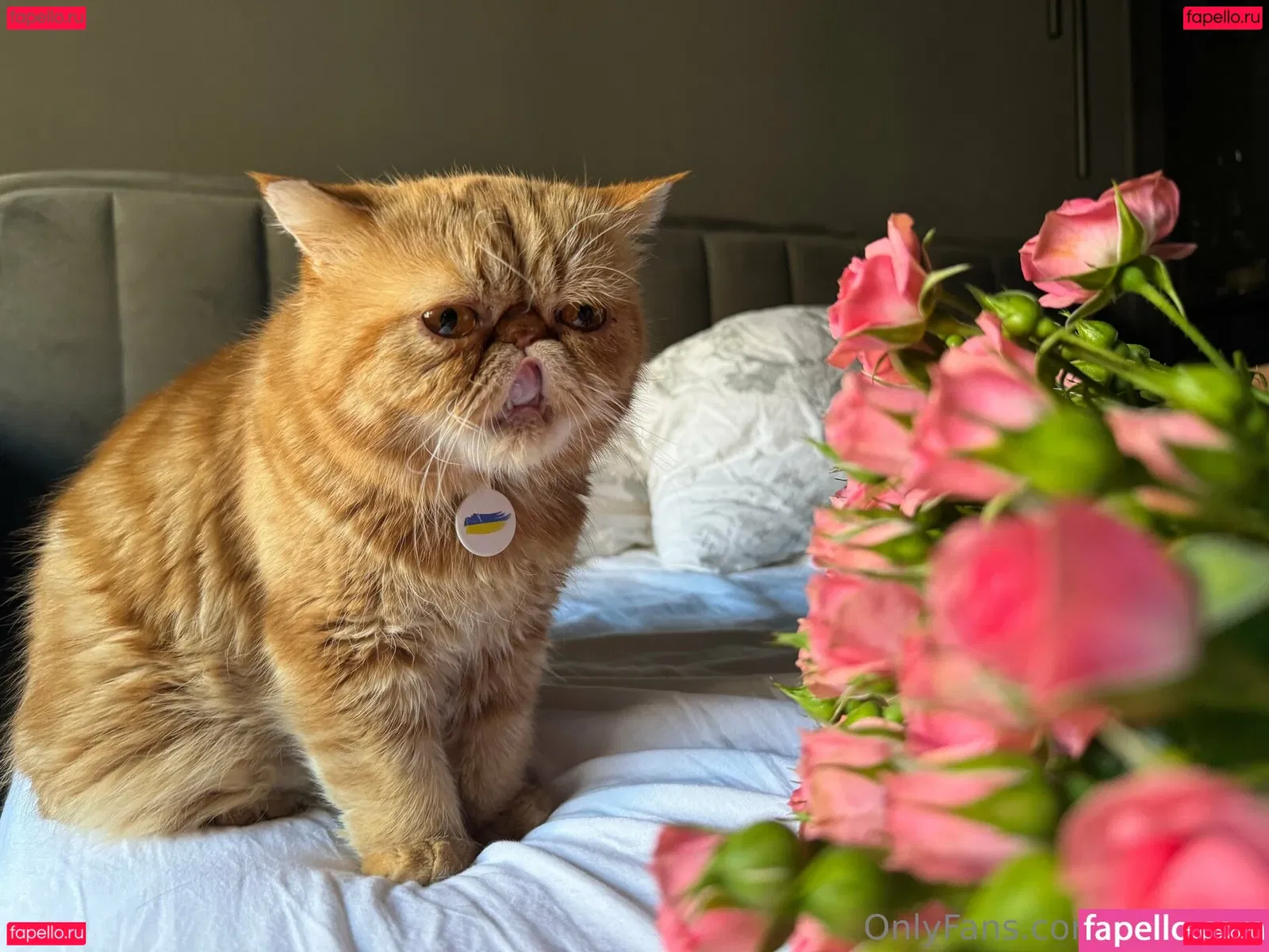 lilu666m Onlyfans Photo Gallery 