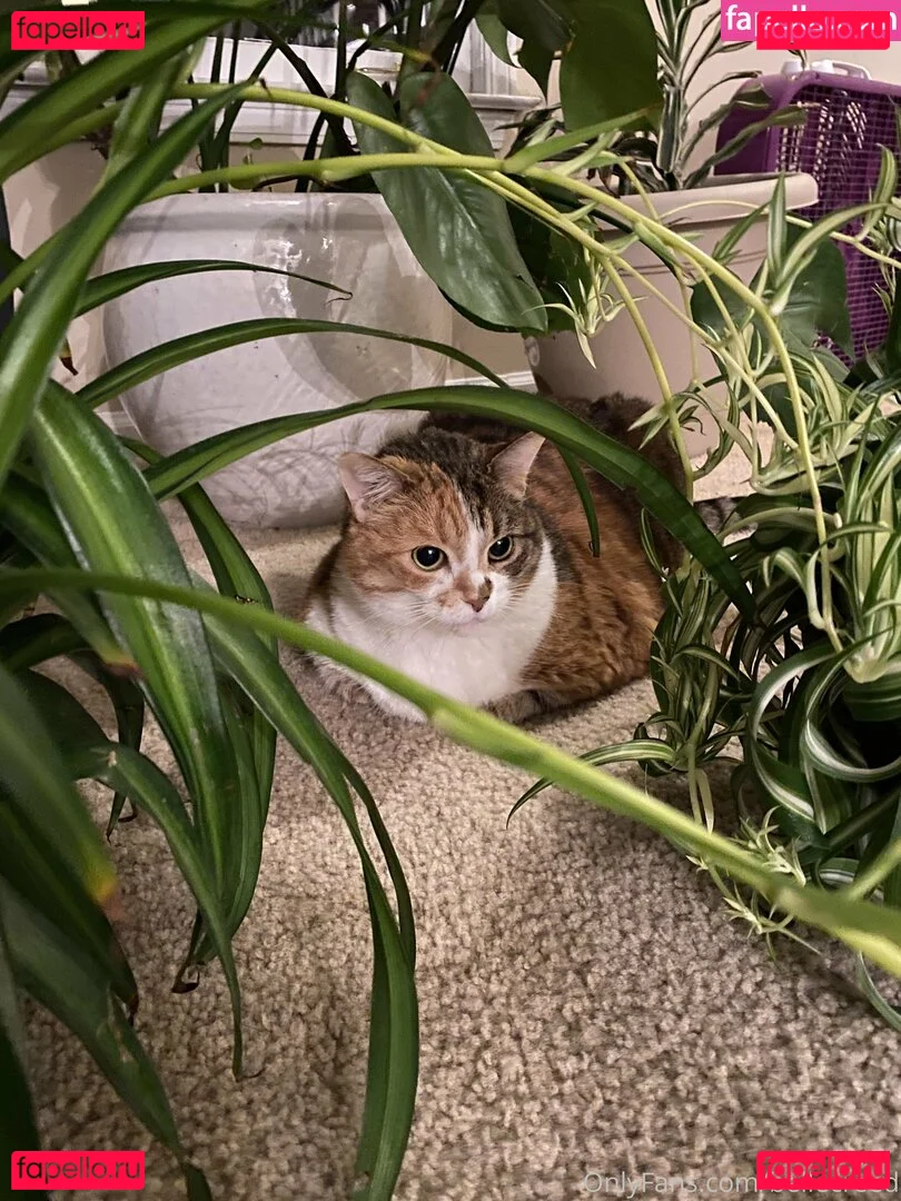 bellecreed Onlyfans Photo Gallery 