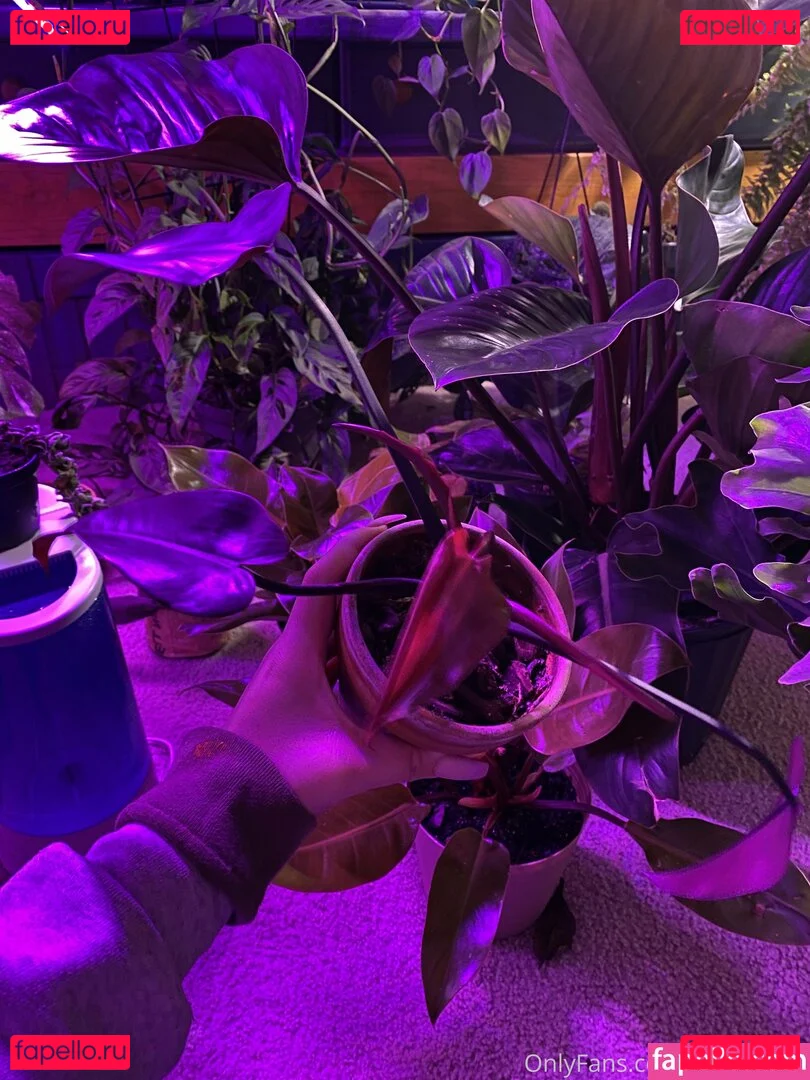 bellecreed Onlyfans Photo Gallery 