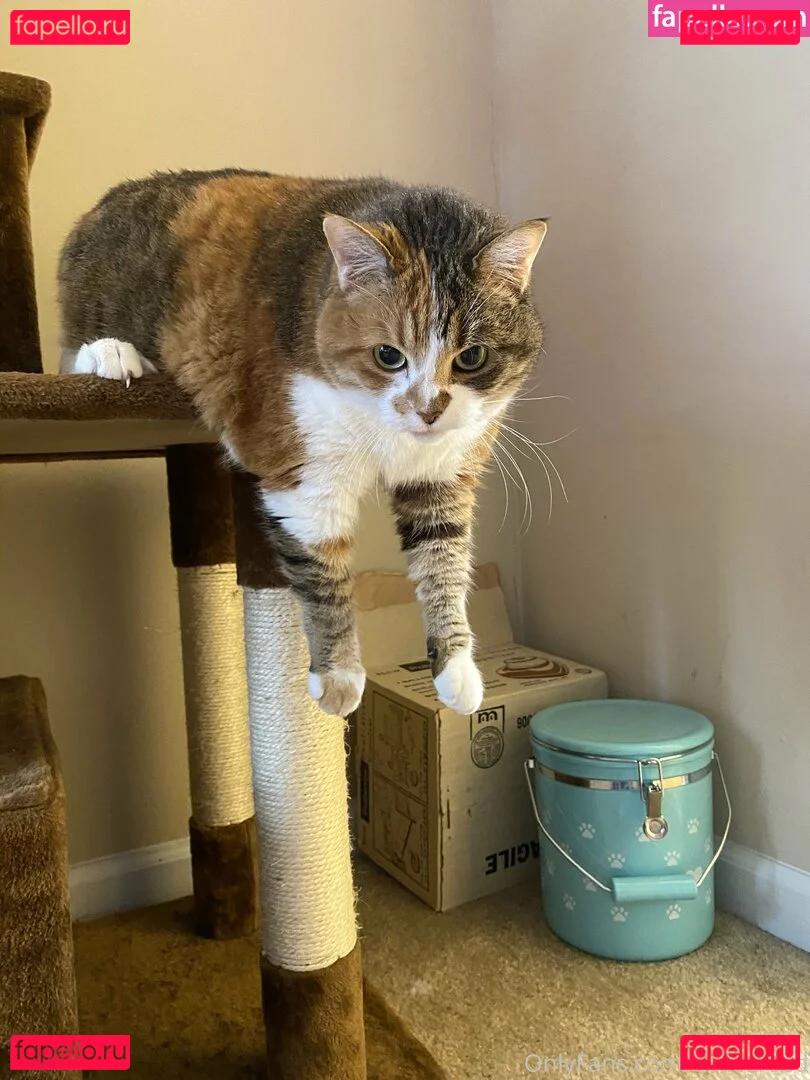 bellecreed Onlyfans Photo Gallery 