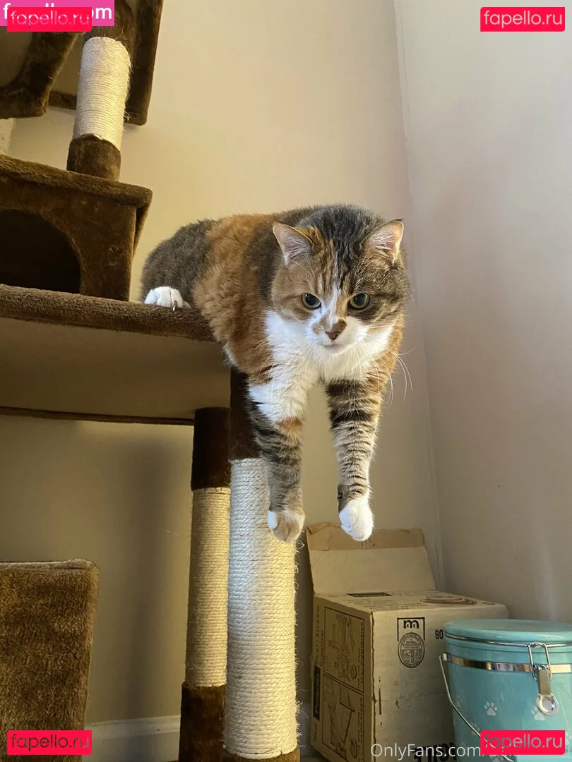 bellecreed Onlyfans Photo Gallery 