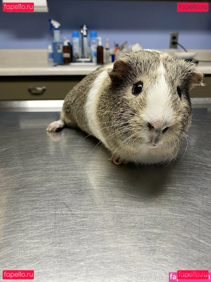 bellecreed Onlyfans Photo Gallery 