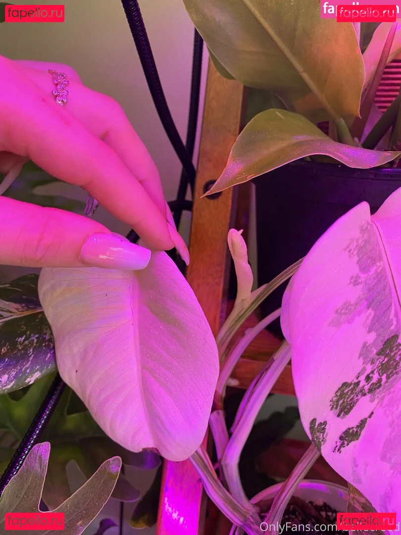 bellecreed Onlyfans Photo Gallery 