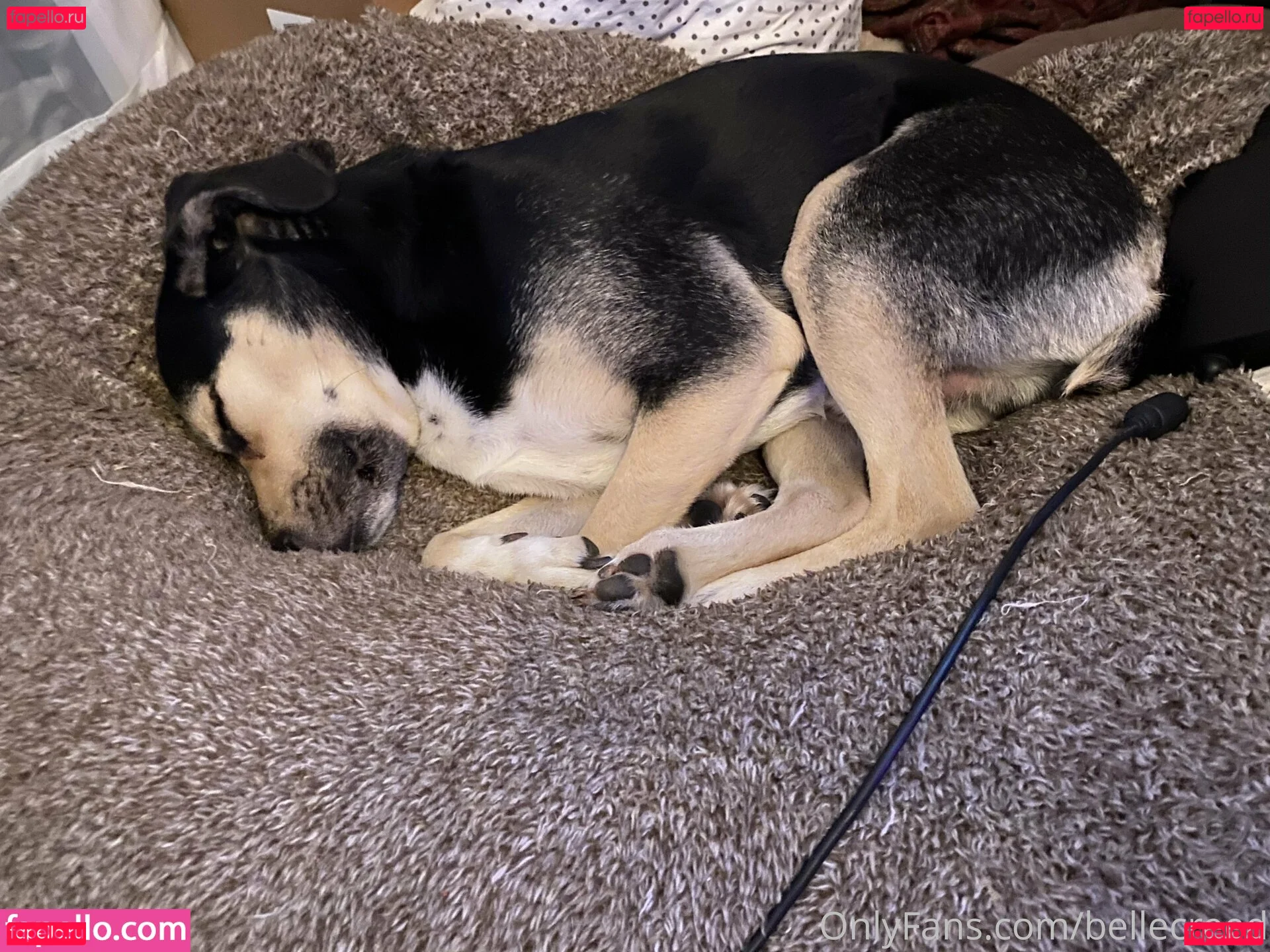 bellecreed Onlyfans Photo Gallery 